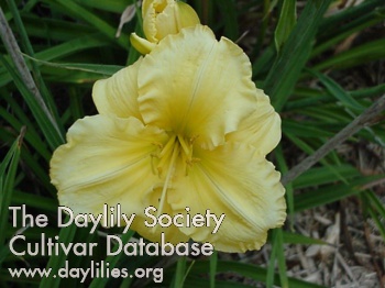 Daylily Carolyn Criswell